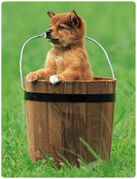 conseils de dressage